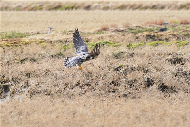 nuT,Peregrine Falcon