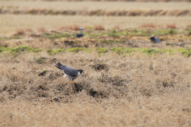 nuT,Peregrine Falcon