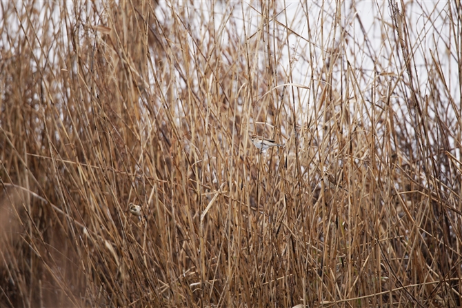 IIW,Common Reed Bunting