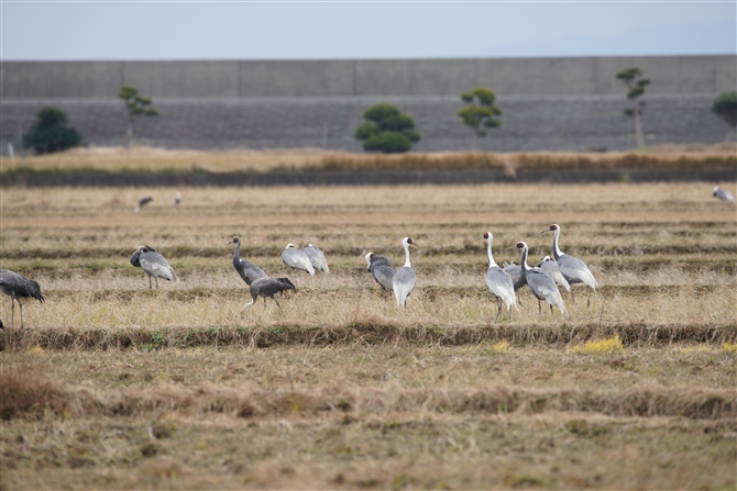 }id,White-naped Crane