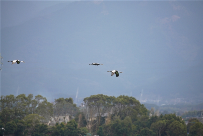 }id,White-naped Crane