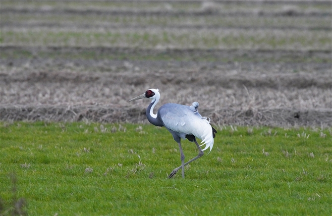 }id,White-naped Crane