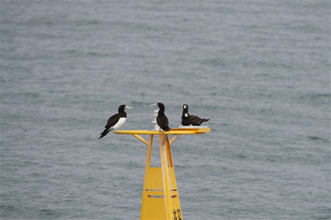 JcIh,Brown Booby