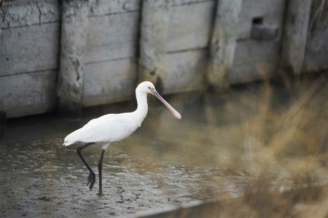 wTM,Eurasian Spoonbill