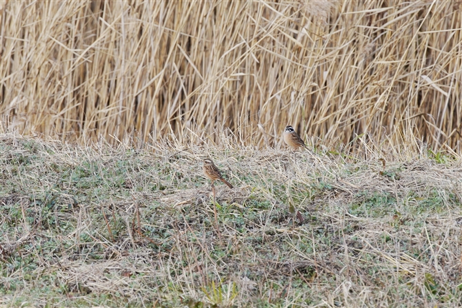 zEW,Meadow Bunting