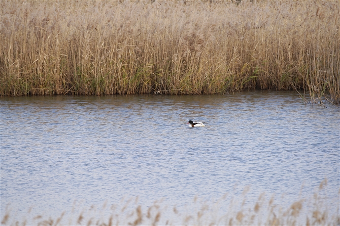 cNVK,Common Shelduck