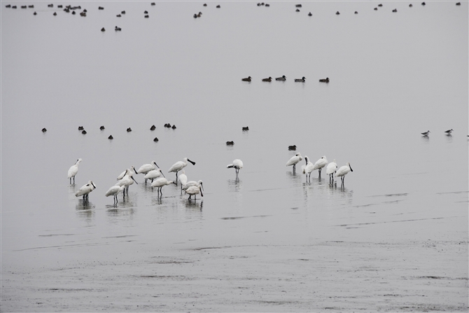 NcwTM,Black-faiced Spoonbill