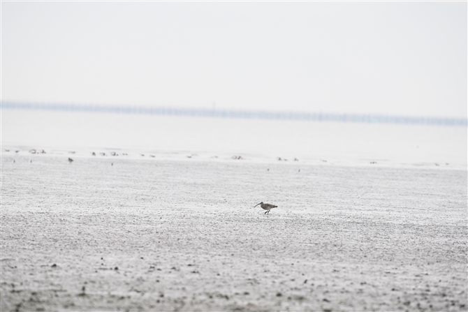 _CVNVM,Eurasian Curlew