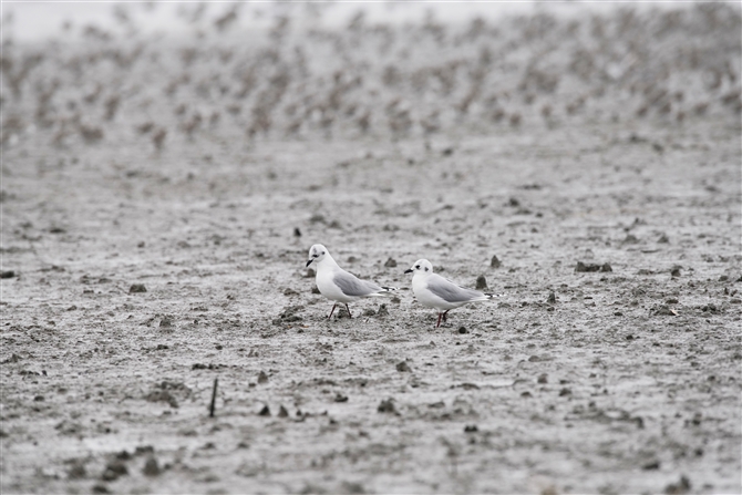 YOJ,Saunder's Gull