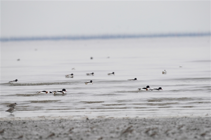 cNVK,Common Shelduck