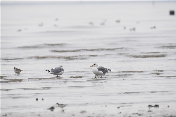 ZOJ,Black-tailed Godwit