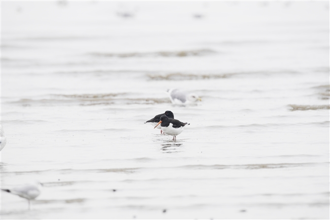 ~Rh,Oystercatcher