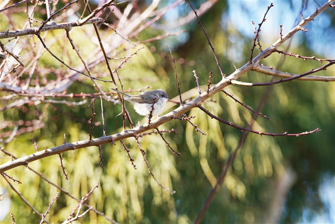 RmhWVNC,Lesser Whitethroat