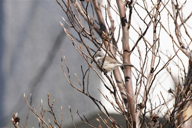 RmhWVNC,Lesser Whitethroat