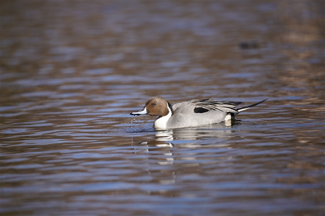 IiKK,Northern Pintail