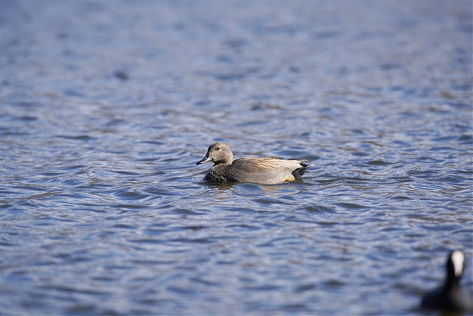 IJVK,Gadwall