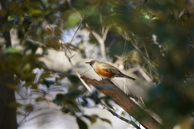 AJn,Brown-headed Thrush