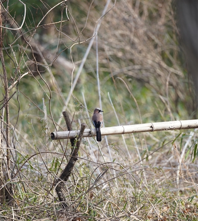 JPX,Eurasian Jay