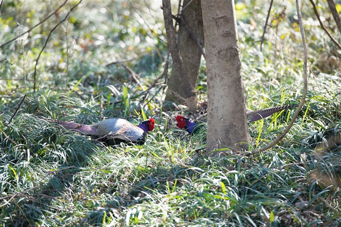 LW,Common Pheasant