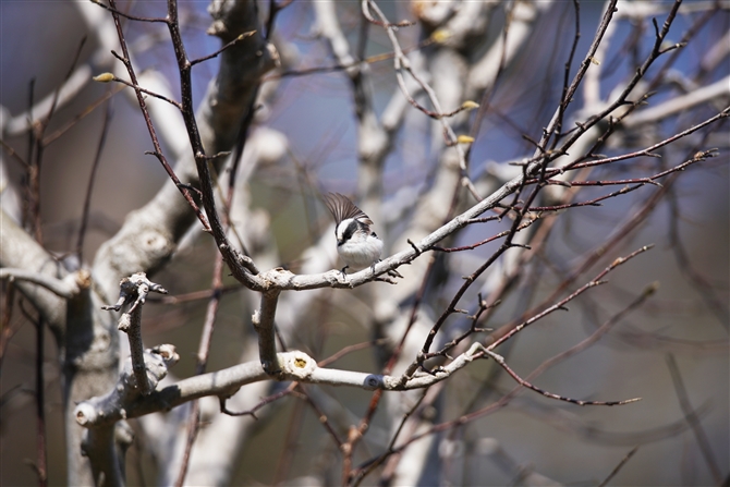 GiK,Long-tailed Tit