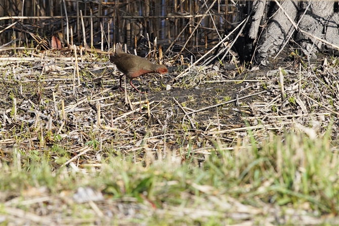 qNCi,Ruddy-brested Crake