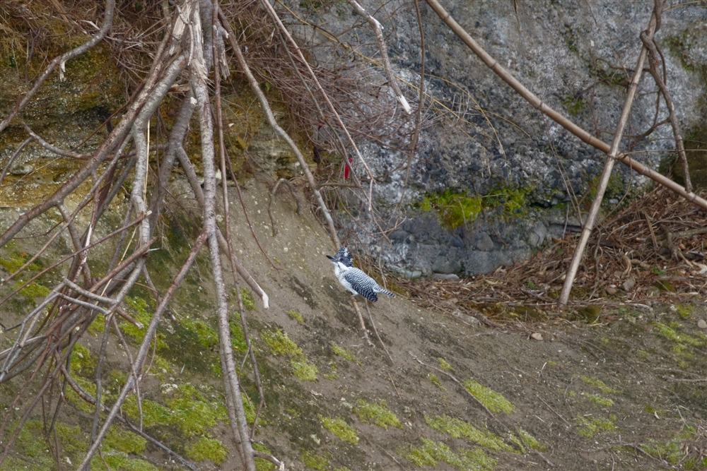 }Z~,Crested Kingfisher
