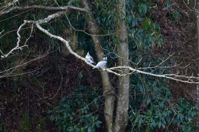 }Z~,Crested Kingfisher