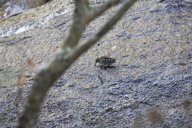 AIVM,Solitary Snipe