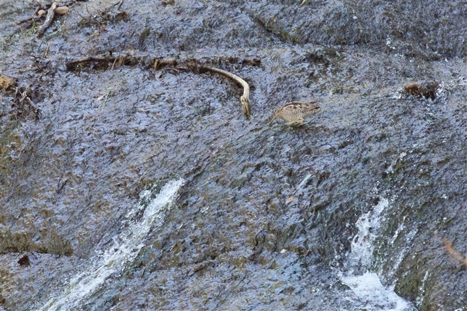 AIVM,Solitary Snipe