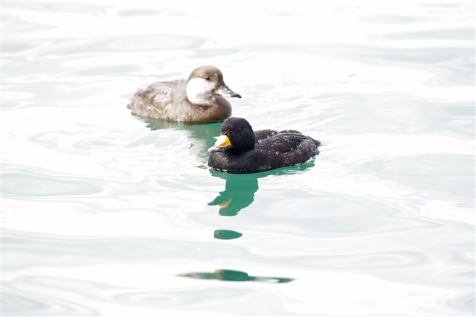 NK,Black Scoter