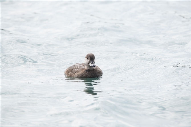 NK,Black Scoter