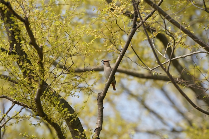 LWN,Bohemian Waxwing
