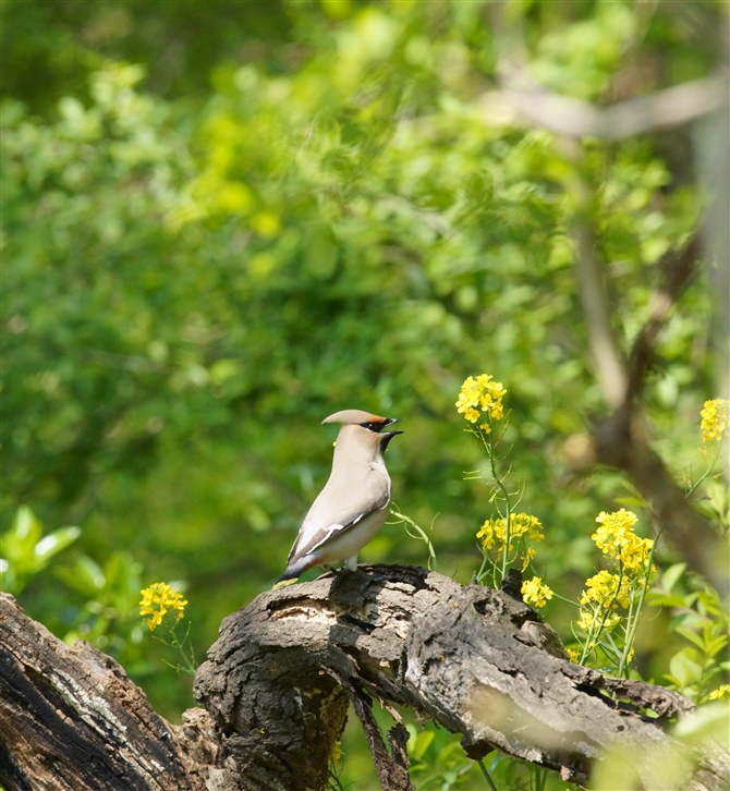 LWN,Bohemian Waxwing