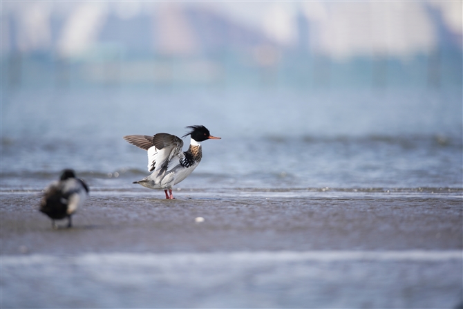 E~ACT,Red-breasted Merganser
