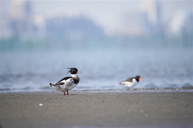 E~ACT,Red-breasted Merganser