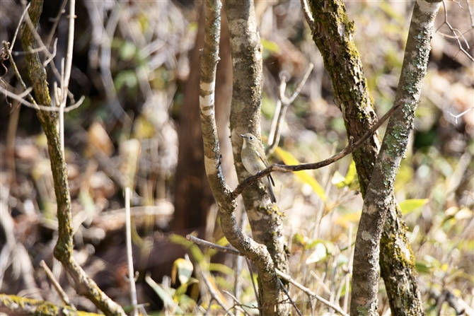 r^LRed-flanked Bluetail