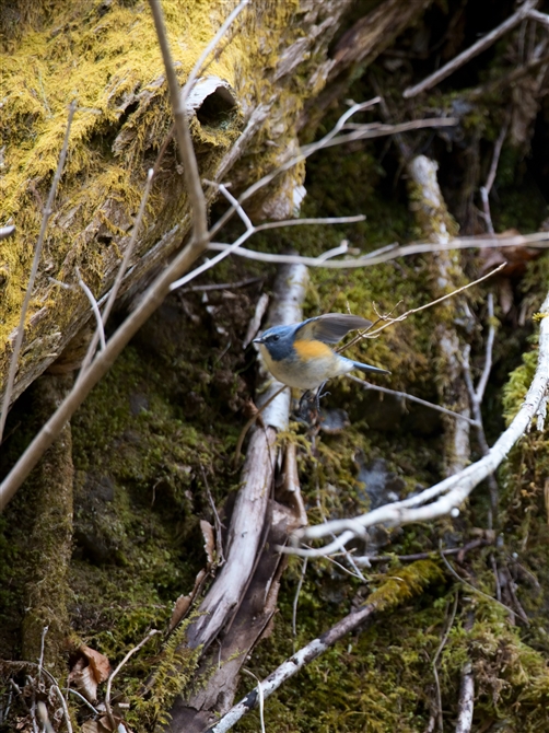 ルリビタキRed-flanked Bluetail