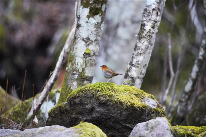 R}h,Japanese Robin