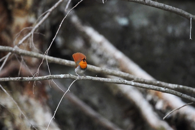R}h,Japanese Robin