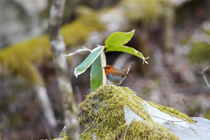 R}h,Japanese Robin