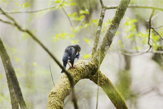 NcO~,Japanese Thrush