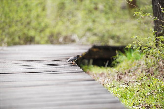 NcO~,Japanese Thrush