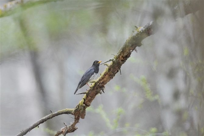 NcO~,Japanese Thrush