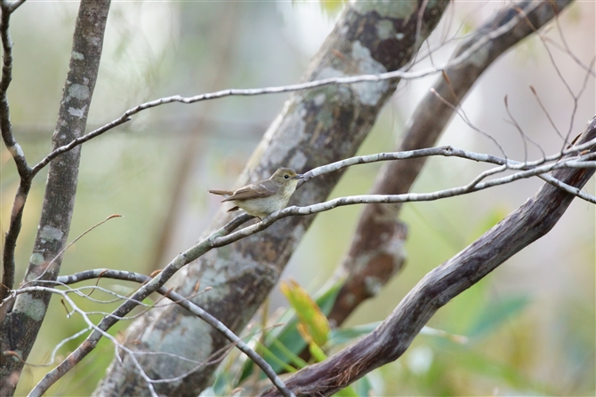 Lr^L,Narcissus Flycatcher