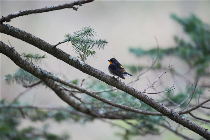 Lr^L,Narcissus Flycatcher