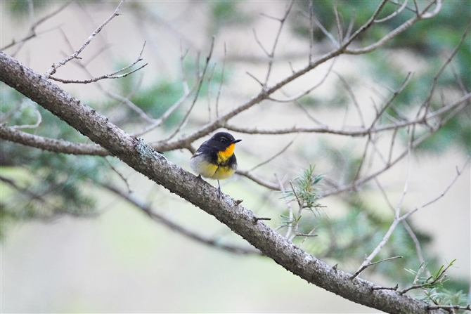 Lr^L,Narcissus Flycatcher