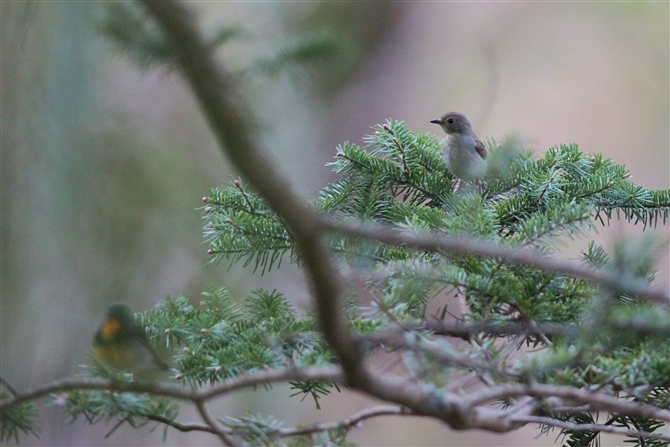 Lr^L,Narcissus Flycatcher