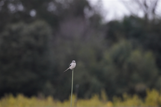 IIJY,Chinese Grey Shrike