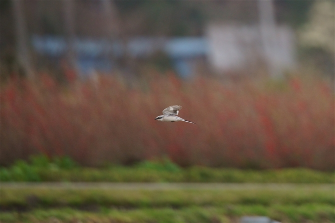 IIJY,Chinese Grey Shrike