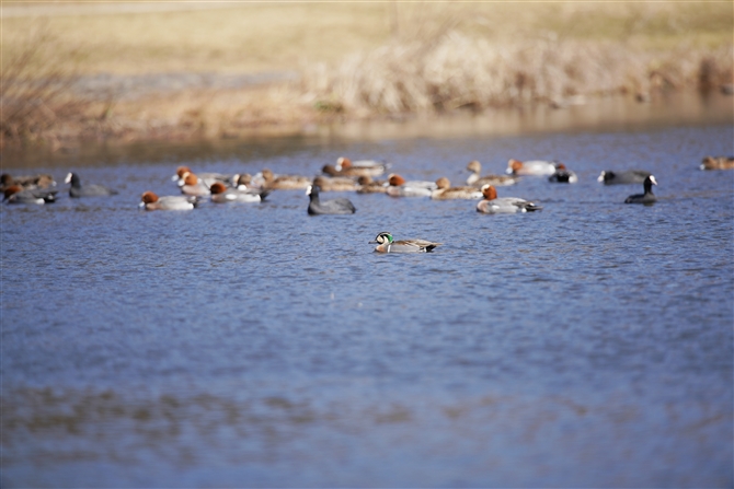 gGK,Baikal Teal